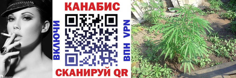 Бошки Шишки семена  Олонец 